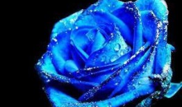 爆料蓝色妖姬视频下载,独家视频下载攻略大公开